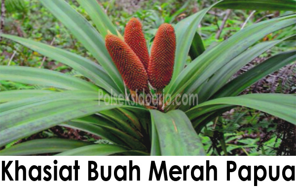 Khasiat Buah Merah Papua