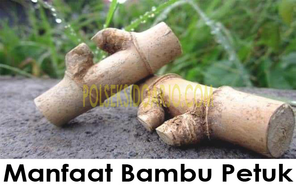 Manfaat Bambu Petuk