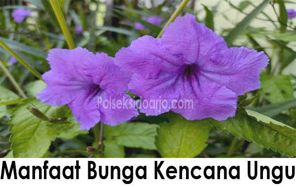 Manfaat Bunga Kencana Ungu