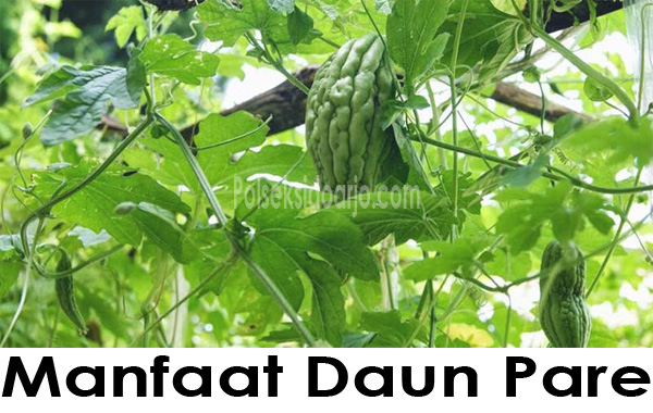 Manfaat Daun Pare