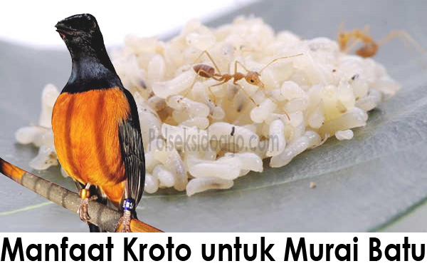 Manfaat Kroto untuk Murai Batu: Burung Sehat dan Gacor