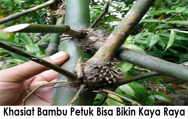 Khasiat Bambu Petuk Bisa Bikin Kaya Raya